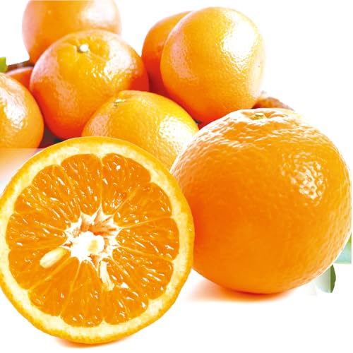 �݂��� 10kg ���悩�� ���ƒ�p ���Q�Y �H�i