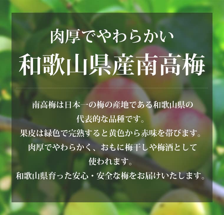 Amazon.co.jp: 梅 南高梅 秀品 約10kg 3Lサイズ 和歌山県産 JA紀州