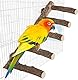 LZMDISU Papageien-Holzständer, 31,8 cm Länge, natürliche Vogelleiter für kleine, mittelgroße Papageien, Sittiche, Nymphensittiche, Eschenholz, Braun Grau