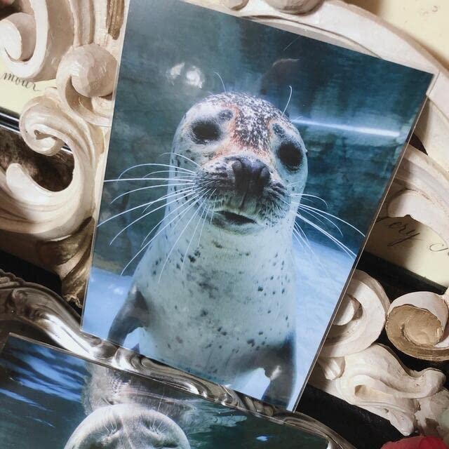 Amazon | 水族館 水口博也 特選 ポストカード 可愛すぎる アザラシ ⑤