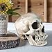 MagiDeal Lifesize 1:1 Human Skull Replica Resin Model Anatomical Medical Skeleton