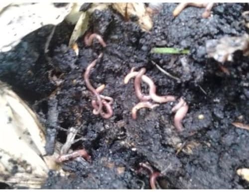 qmc9c8 Red Worm Starter colonySeeds of Life The Best Start for Your Organic Worm bin
