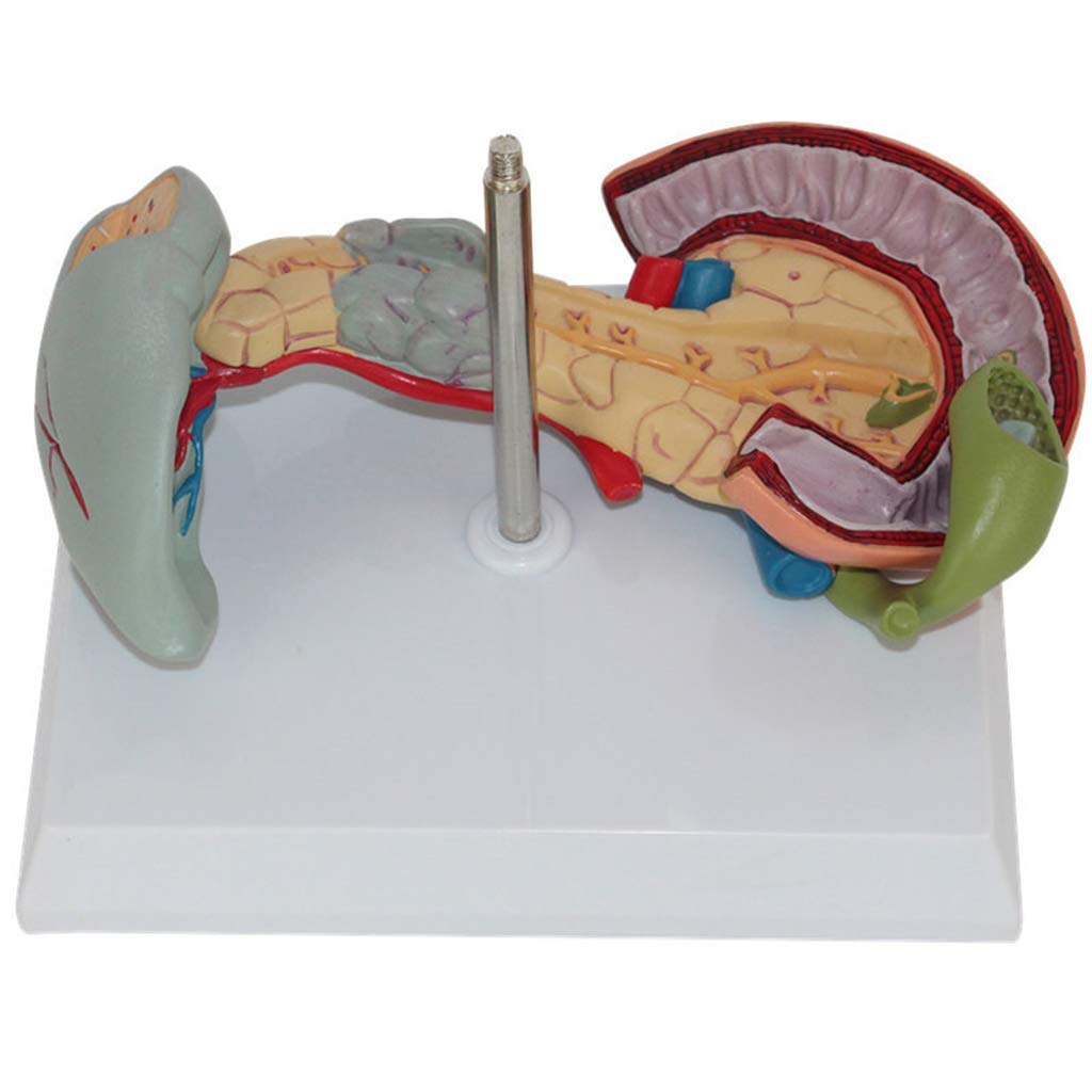 Modello Umano anatomico scientifico - Modello patologico della milza, del Pancreas e del duodeno, Materiale in PVC Modello del fegato Dipartimento digestivo per ausili didattici, Materiale di