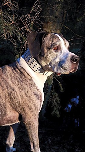 Bestia Genuine Leather Dog Collar With Studs And Soft Leather Cushion. Wide. Durable. Longlasting. Padded. Pitbull. Bulldog. Bully. Apbt. Rottweiler. Cane Corso. Handmade In Europe! #TOP1