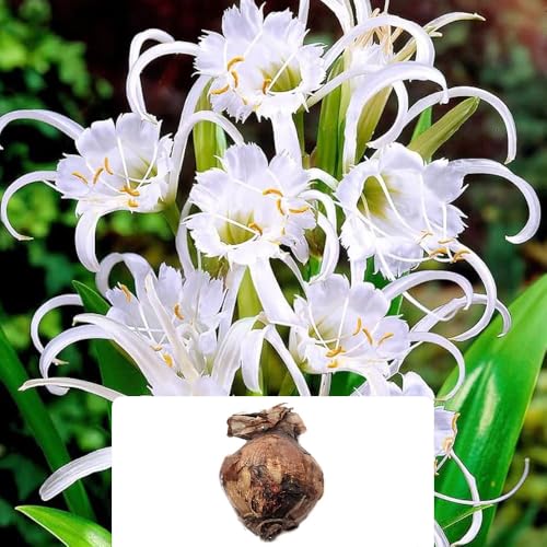 1 Festalis Ismene Bulb Easy-to-Grow Elegant White Blooms with a Zesty Fragrance Ideal for Indoor Displays & Garden Beauty Grown for UK Climate Conditions
