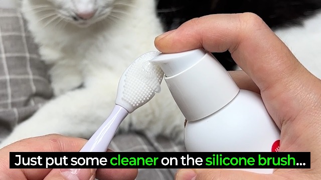 Amazon.com : JAYU PET Black Seed Cleaner - Cat Chin Acne Treatment