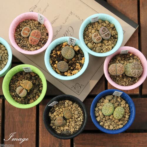 専用❤️ヤマト便付き　同梱-250円多肉植物リトープス　c54a 美紋 陽月玉 専用❤️ヤマト便付き 同梱-250円多肉植物リトープス c54a 美紋 陽