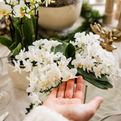 Orchidée blanche Nazaré fraîche pour un décor sans faux pas - 7
