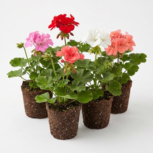 2 Random Geranium Plants Live Vibrant Blooms Hardy Perennial Geranium Flowers 4-8 Inches Indoor Outdoor Planting