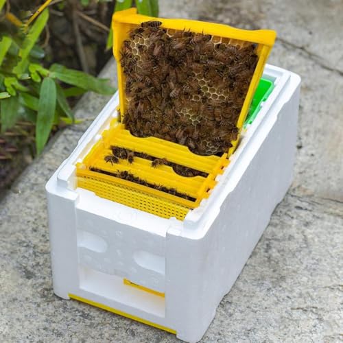 Ruche apicole isolante pour élevage et pollinisation en ferme