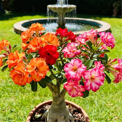 Rose du désert rare/Rose du désert rustique/Design unique/Résistant à la sécheresse, facile à cultiver et à fleurir-1 PCS-H