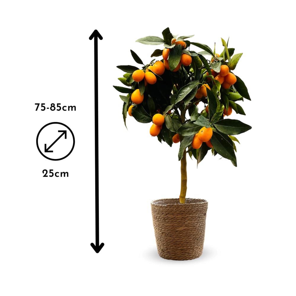 Attitude Jardin - Kumquat con cesto in giunco di mare - fortunella margarita - agrume mediterraneo - albero da frutto - 75-85 cm - ⌀ 25 cm