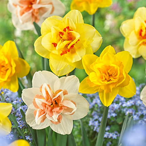 Garden State Bulb Double Mixed Daffodil Flower Bulbs, 14/16cm, Fall