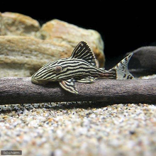 Amazon.co.jp: （熱帯魚）プラチナ・ロイヤルプレコ Sサイズ 