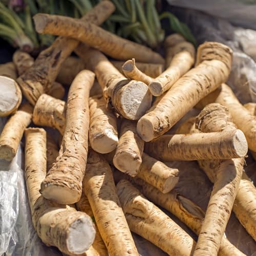 Semillas de rábano picante - Plantas resistentes al invierno para balcones semillas de hierbas y plantas decorativas semillas de plantas de interior plantas resistentes en macetas 250pcs