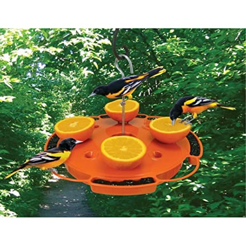 Top 11 Best Oriole Feeders Reviews 2022