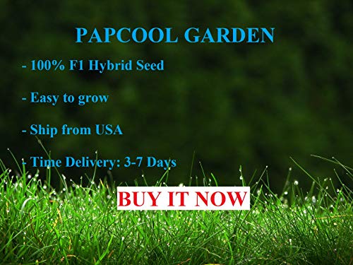 5 Séẹds Rare Chicle Tropical Tree- Chewing Gum Tree - Sapodilla Manilkara Zapota Séẹd #TOP4