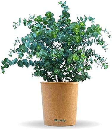 Bloomify® Eukalyptus Pflanze "Eugen" | 30 bis 60 cm großer winter...
