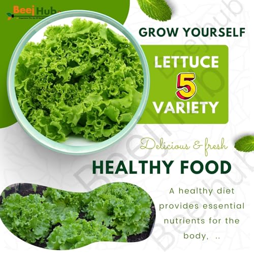 Image of BEEJHUB - Lettuce Seed | 5 Vaieties | Exotic Variety |1200+ Seeds| For Home Gardening | Hydroponic | Lollo Rosso | Iceberg | Batavia | Grand Rapids | Romaine - 220+Seeds Each Variety | Combo Pack