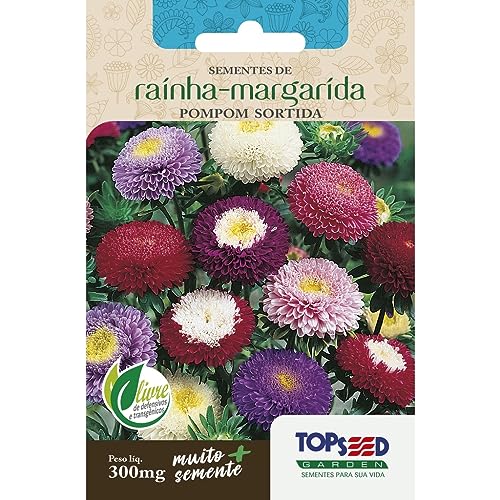 Sementes de Rainha Margarida Pompom Sortida Flores Jardins Vasos