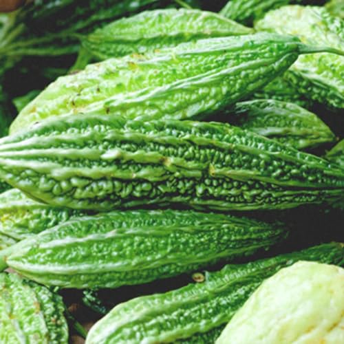 ＩＴＡＮＳＥ ゴーヤの苗 F1節成ゴーヤ島娘 自根苗 3～3.5号【品種で選べる野菜苗】 (節成ゴーヤ_2個, 即納)のサムネイル
