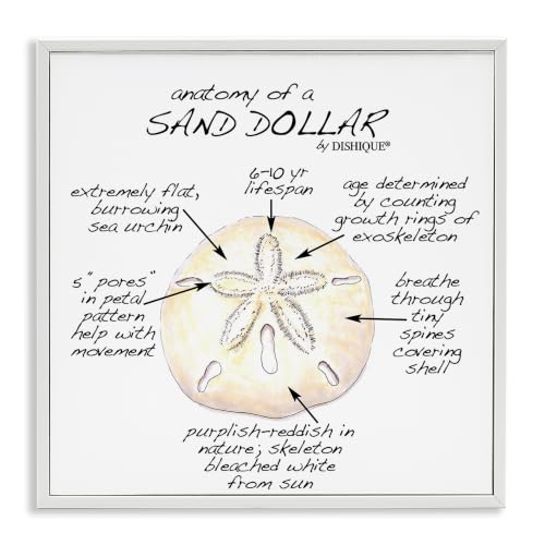 Sand Dollar Learning Chart Nautical, 24 x 24 Inch Framed Giclée Print