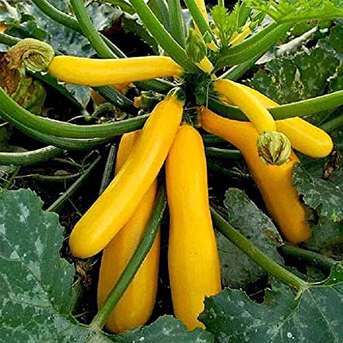 100pcs Summer Squash Gourd Seeds