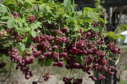 Buy Chocolate Vine Seeds For Beautiful Climbing Vines