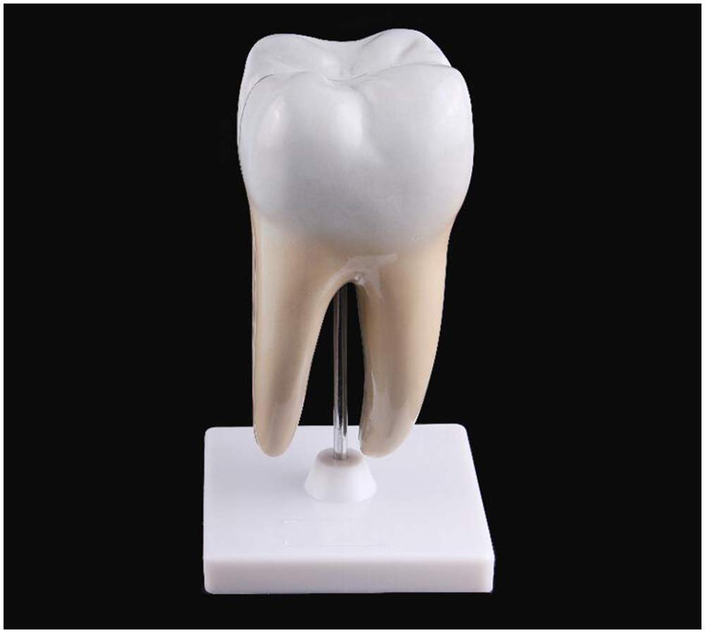 Model Zębów Zębowych - Model Zębów Wyjmowanych - Materiał Pcv Model Do Nauki Anatomii Stomatologicznej - Model Zębów Do Nauki Dla Dzieci - Edukacyjny Pomocnik S
