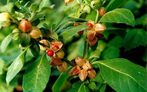 See full amazon price history chart for Baby Plants - Live Ashwagandha Indian Ginseng Plant Baby Plants - Live Ashwagandha Indian Ginseng Plant (B09C4T8ZFF) Amazon Price History, Amazon Price Tracker