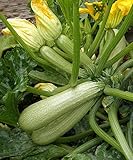faenza hotels italy Wir versenden international Portal Cool 30 Samen Zucchini\