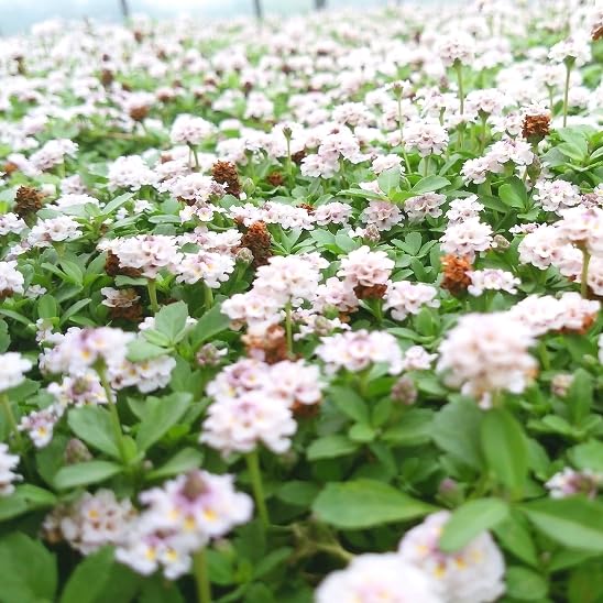 リピア（ヒメイワダレソウ）35ポット リピア（ヒメイワダレソウ）35ポット 送料無料 | 関戸園芸