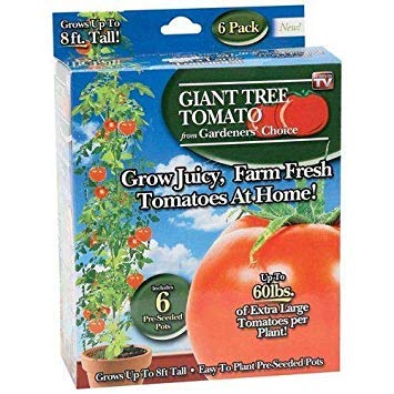 Germination : Tomato Tree Gardeners Choice 6 Pre-Seeded Pots As Seen On Tv