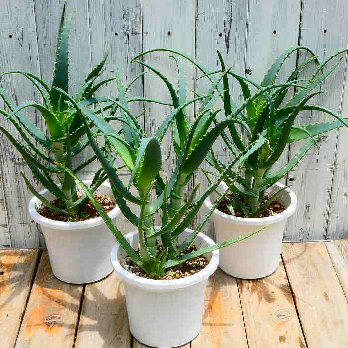 Amazon.co.jp: アロエ 5号鉢 苗 木立アロエ 鉢植え 2株植え 医者いらず