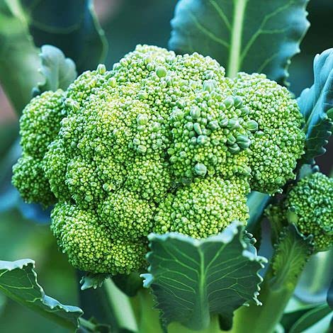 Golden Hills Farm Hybrid Brocoli Greenback 200+ seeds (B096VXSL6D) Amazon Price History, Amazon Price Tracker