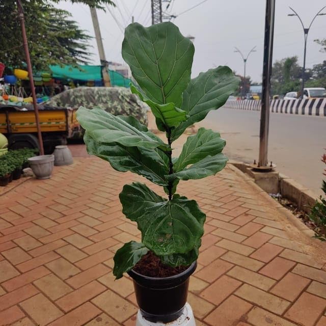 Fiddle Leaf Fig/Ficus Lyrata Wide Leaves (~ 3 ft) in 10 Inch Live Indoor Plant Nursery Pot (B0CY9Q2QLQ) Amazon Price History, Amazon Price Tracker