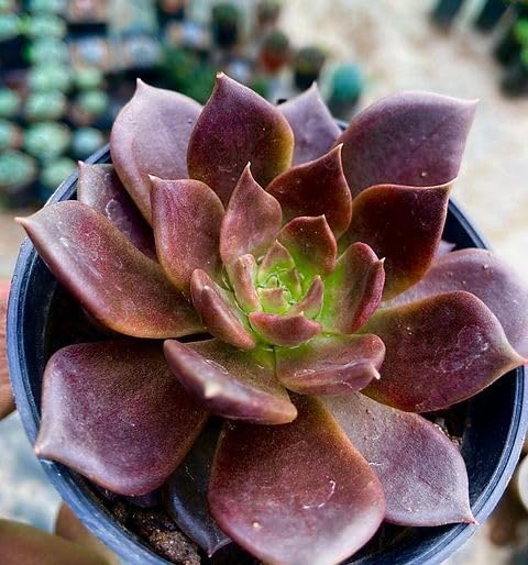 Echeveria ‘Black Prince’ – Live Vishnu Kamal Succulent | Unique Dark Foliage Indoor Plant | Decorative, Air-Purifying & Easy Grow | Perfect for Pooja Room, Tabletop, or Festival Gifts