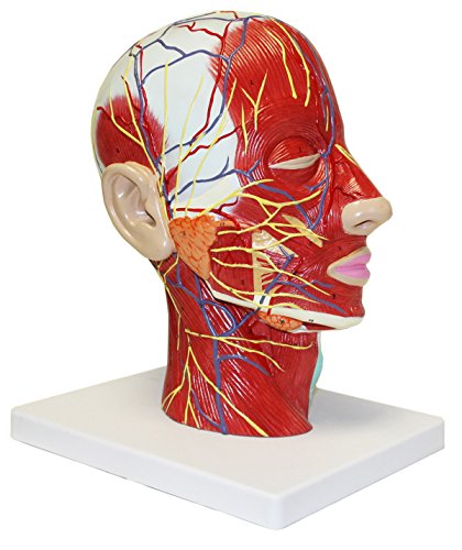 Image of B10442 Half Head Model with Musculature, Life Size