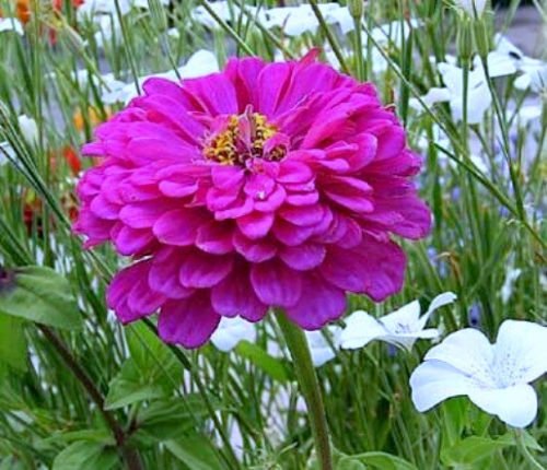 Flower Seeds - 75 Seeds of Purple Zinnia Seeds Violet Queen Heirloom Zinnia Seeds Non Gmo Seeds