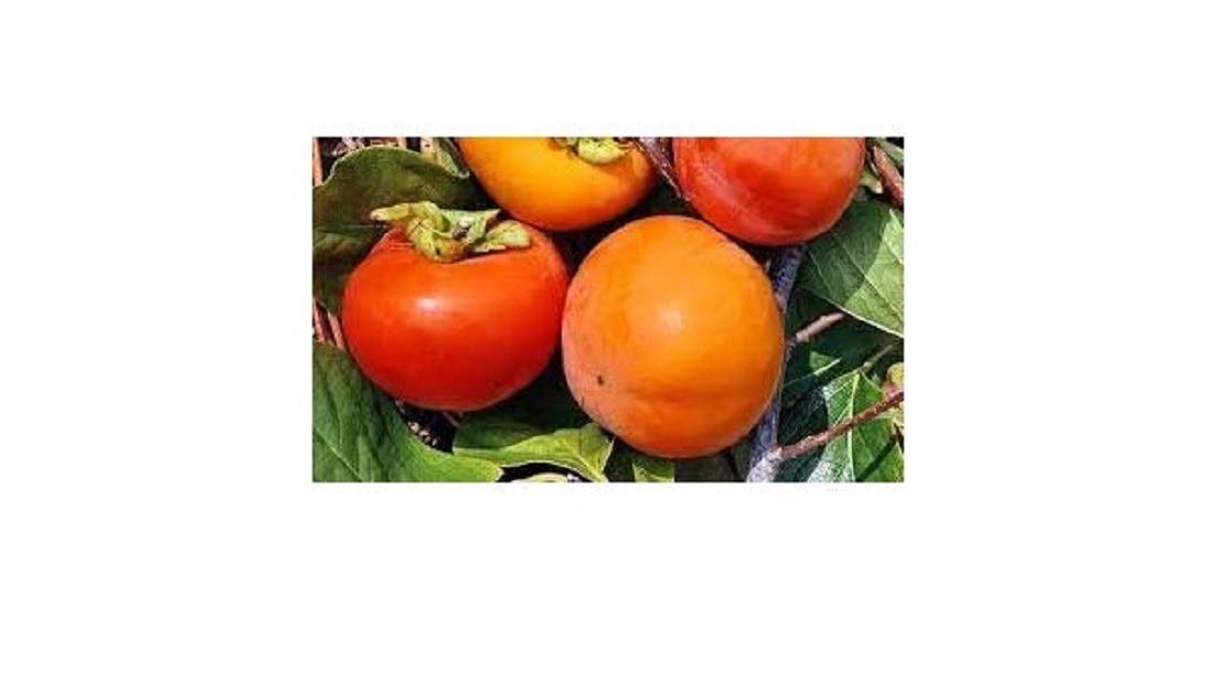 Pianta Di Kaki Mela Jiro In Vaso - Variet&agrave; Dolce E Compatta, Ideale Per Giardini E Terrazzi