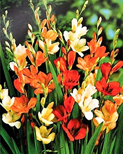 PLANTOGALLERY Tritonia Hybrid and Imported Winter Flower Bulbs (Multicolour), 5 Bulbs,PPXBU278 (B07WTD2HQY) Amazon Price History, Amazon Price Tracker