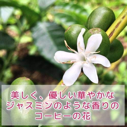 銀河コーヒー ゲイシャ モカ G1 中挽き粉 150g