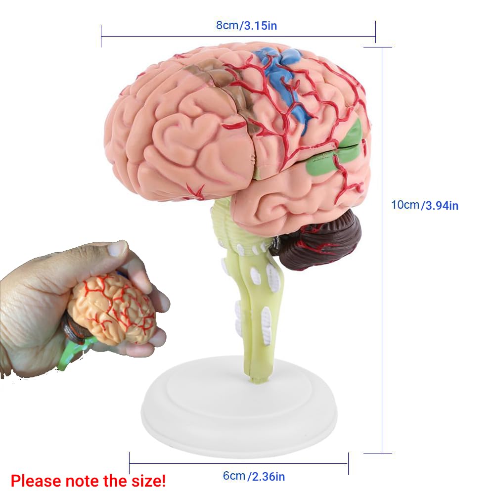 【デザイン抜群】GIRDAN ロンT NUDE BRAIN 入手困難　球数少　L Amazon.com: 1pc Brain Model Disassembled Anatomical Model