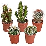 🌵HOHE QUALITÄT UND SCHNELLER VERSAND - Bei Bakker helfen wir Ihnen, Ihr Haus und Garten, Terrasse und Balkon grün zu gestalten. Schon über 70 Jahre vertrauen unsere Kunden auf die hervorragende Qualität unseres umfassenden Sortiments an Pflanzenprodukten. Dies macht Bakker zur Nummer 1 im Versand von Pflanzen in Europa