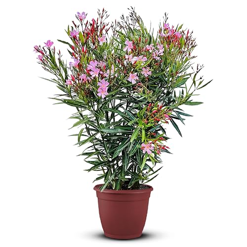 Tropictrees Nerium Oleander Pflanzen Winterhart mit Rosa Blüten 120140 cm Höhe Winterharte Pflanzen für Garten hitze- und trockenheitsresistenter Strauch