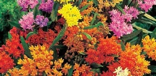 Sellify 30+Seeds/Pack Butterfly Weed Flower Seeds Mix/Asclepias/Perennial/Great Gift (B0722NV8QK) Amazon Price History, Amazon Price Tracker