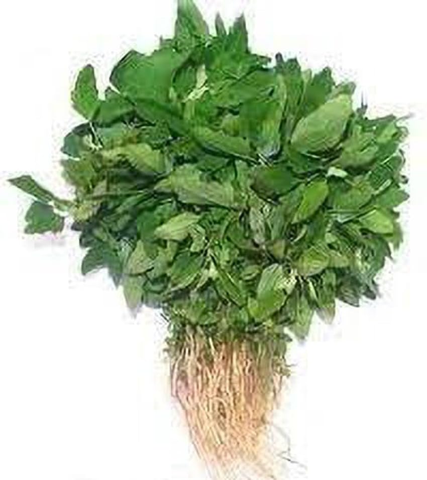 Image of Bathua Saag Seeds for Planting (100% GERMINATION RATE) PACK OF 145