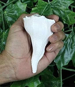 ASHIRWAD Dakshinavarti Lakshmi Shankh Muschelhorn (8,9 cm)