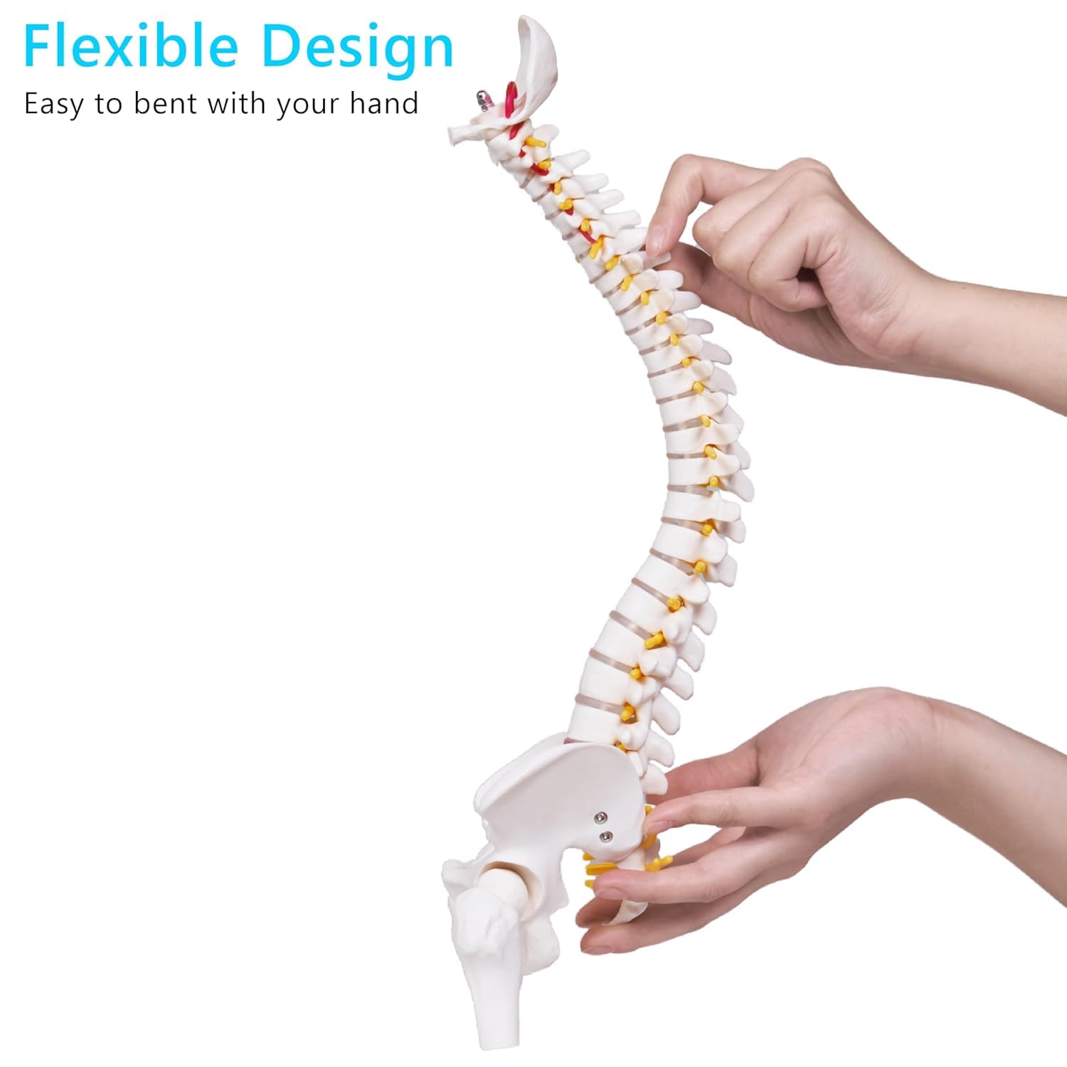 Human Spine Model - Anatomy for Medical Students -5