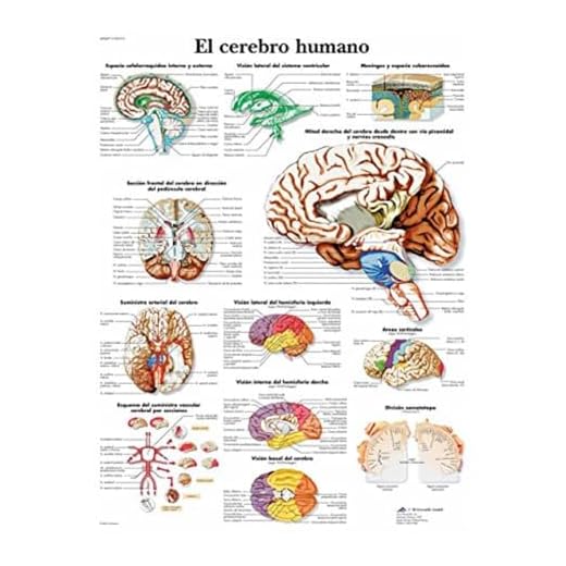 3B Scientific Póster Anatómico, el Cerebro Humano